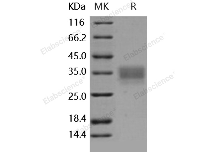 Валидация Elabscience PKSH031783(2418)