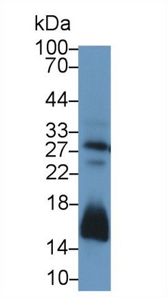 13243