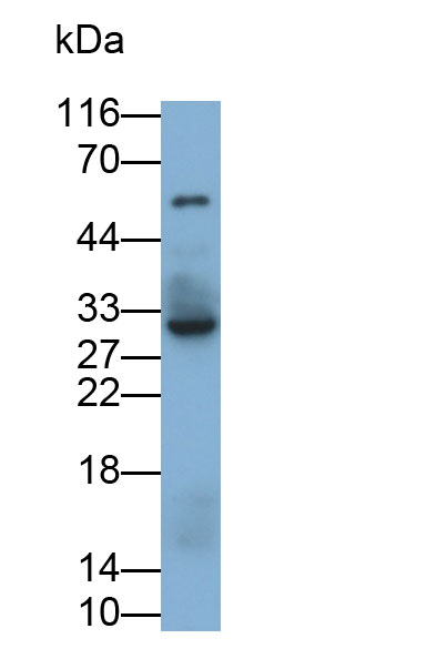 32131