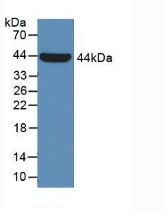 56618