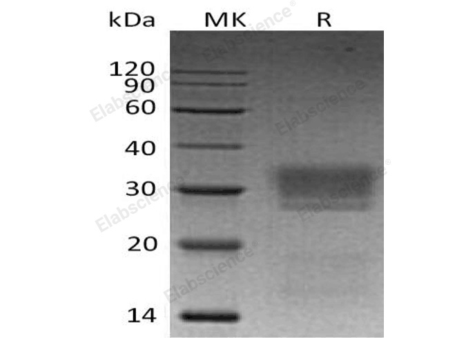 Валидация Elabscience PKSH032816(3233)