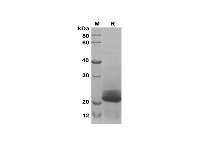 Валидация Elabscience PDEH100597(109)
