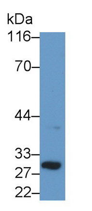 47882