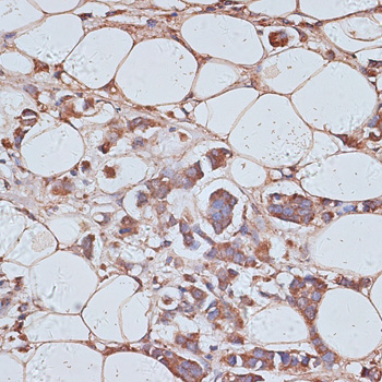 Валидация Elabscience E-AB-67028