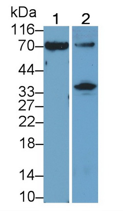 41595