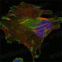 Валидация IF - AntibodySystem RHN91001