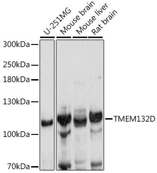 Валидация Elabscience E-AB-91455