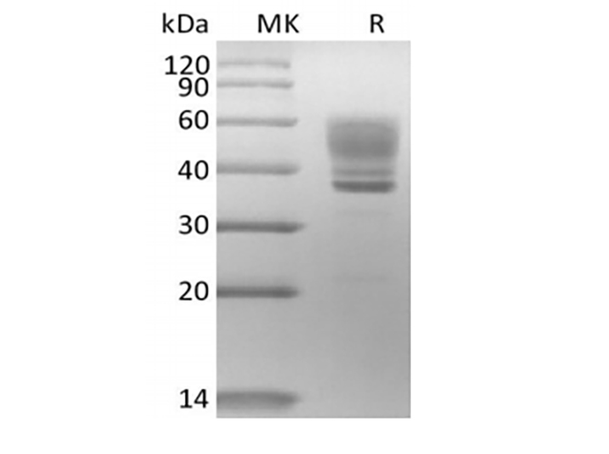 Валидация Elabscience PKSH033966(4196)