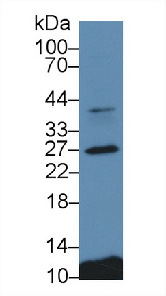 12873