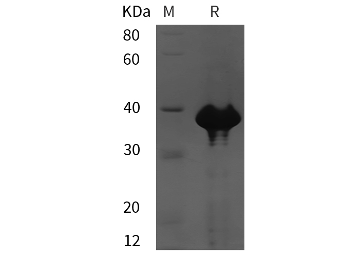 Валидация Elabscience PDEH101043(434)