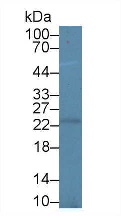 12891