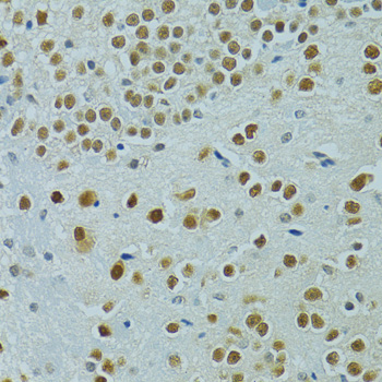 Валидация Elabscience E-AB-62531