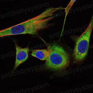 Валидация IF - AntibodySystem RHE08102