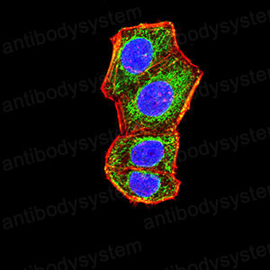 Валидация IF - AntibodySystem RHH08902