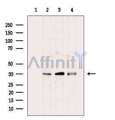 Валидация Affinity DF8801 - 20842