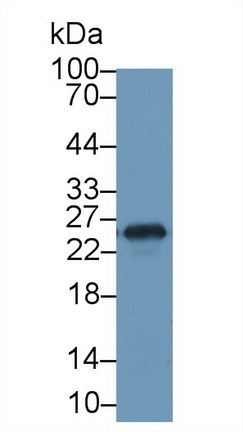 13454