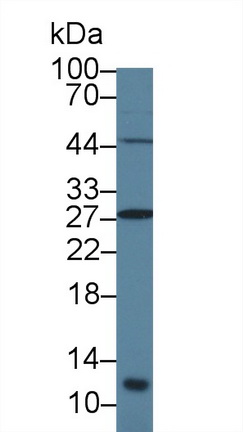 12610