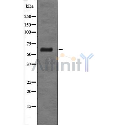 Валидация Affinity DF4071 - 15342