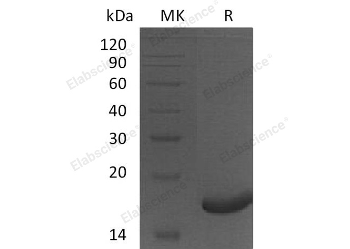 Валидация Elabscience PKSH032885(3289)