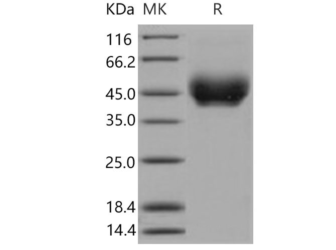 Валидация Elabscience PKSM040919(4864)