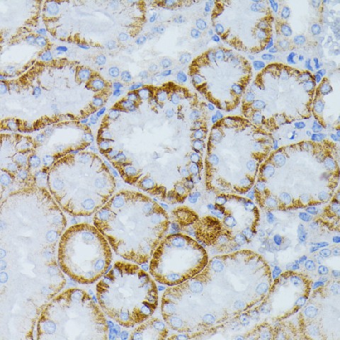 Валидация Elabscience E-AB-64301
