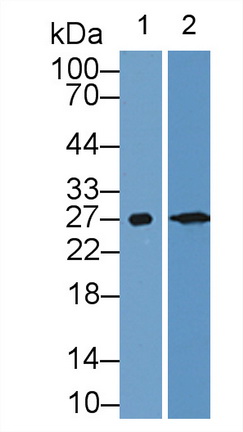 11929