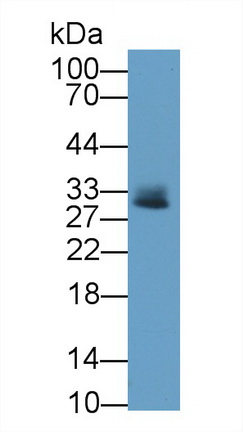 53304