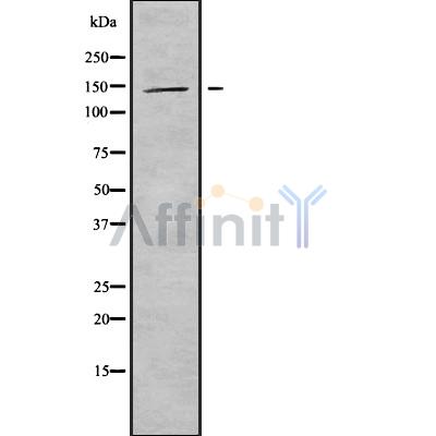 Валидация Affinity DF9385 - 21921