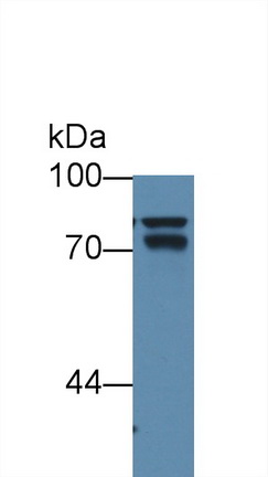 10886