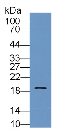 12038