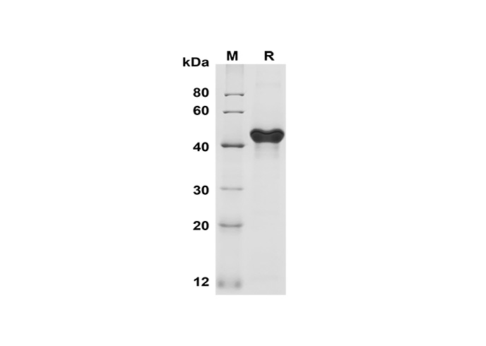 Валидация Elabscience PDMH100336(948)