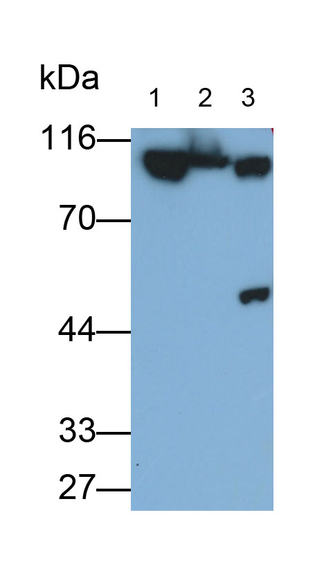 30955