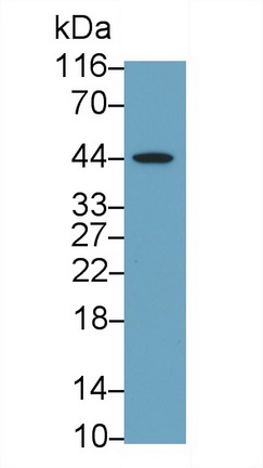 13452