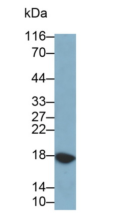 54568