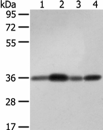 Валидация Elabscience E-AB-17045