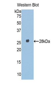 48984