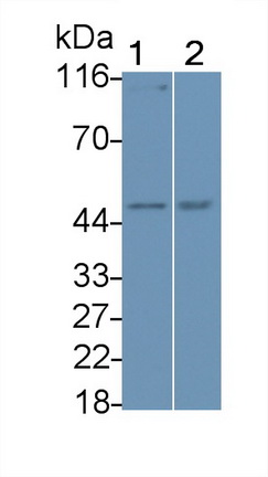 49038