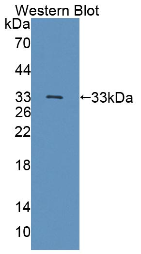 59082