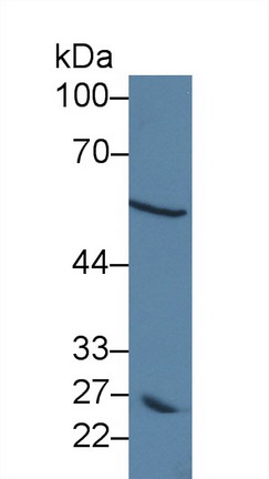 10158