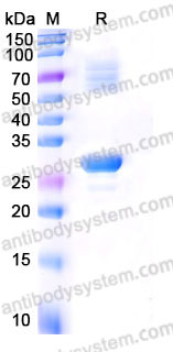 YHB86602, SDS-PAGE