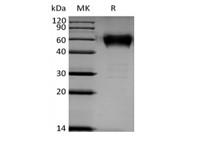 Валидация Elabscience PKSH033861(4096)