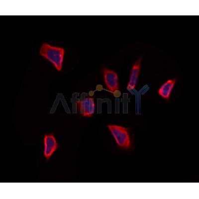 Валидация Affinity DF12449 - 6982