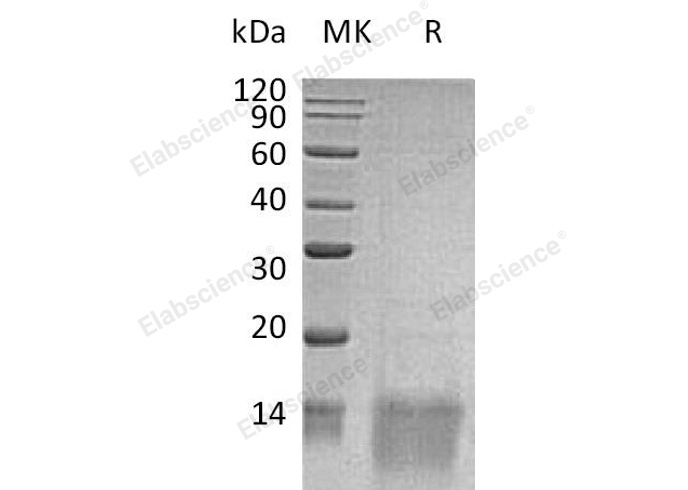 Валидация Elabscience PKSH032511(2971)