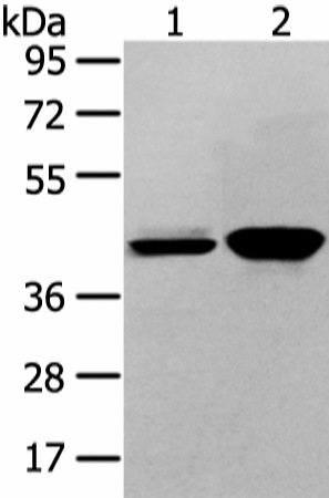 Валидация Elabscience E-AB-17251