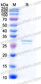 EHF01901, SDS-PAGE