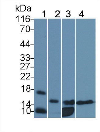 23364