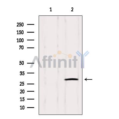 Валидация Affinity DF2512 - 13166