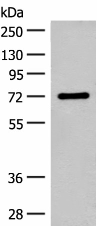 Валидация Elabscience E-AB-17981