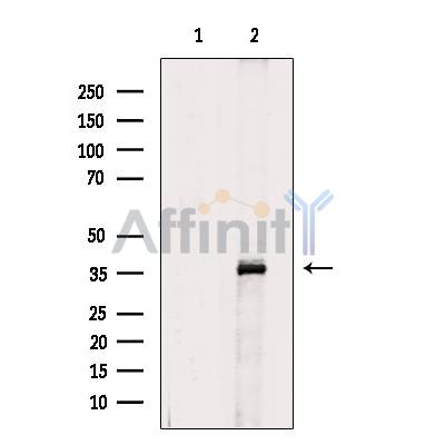 Валидация Affinity DF9585 - 22275