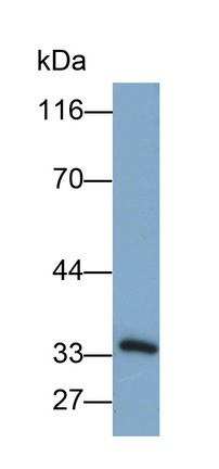 26787